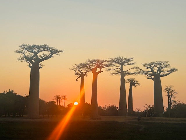 MADAGASCAR TRIP AUGUST 2024