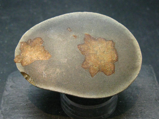 Glendonite (Ikaite after Calcite) Crystal From Russia - 2.5" - 72.49 Grams