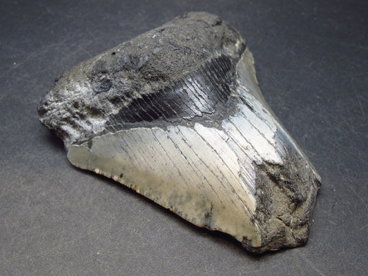 HUGE Megalodon Shark Tooth 7 MYO From S. Carolina USA - 3.9"