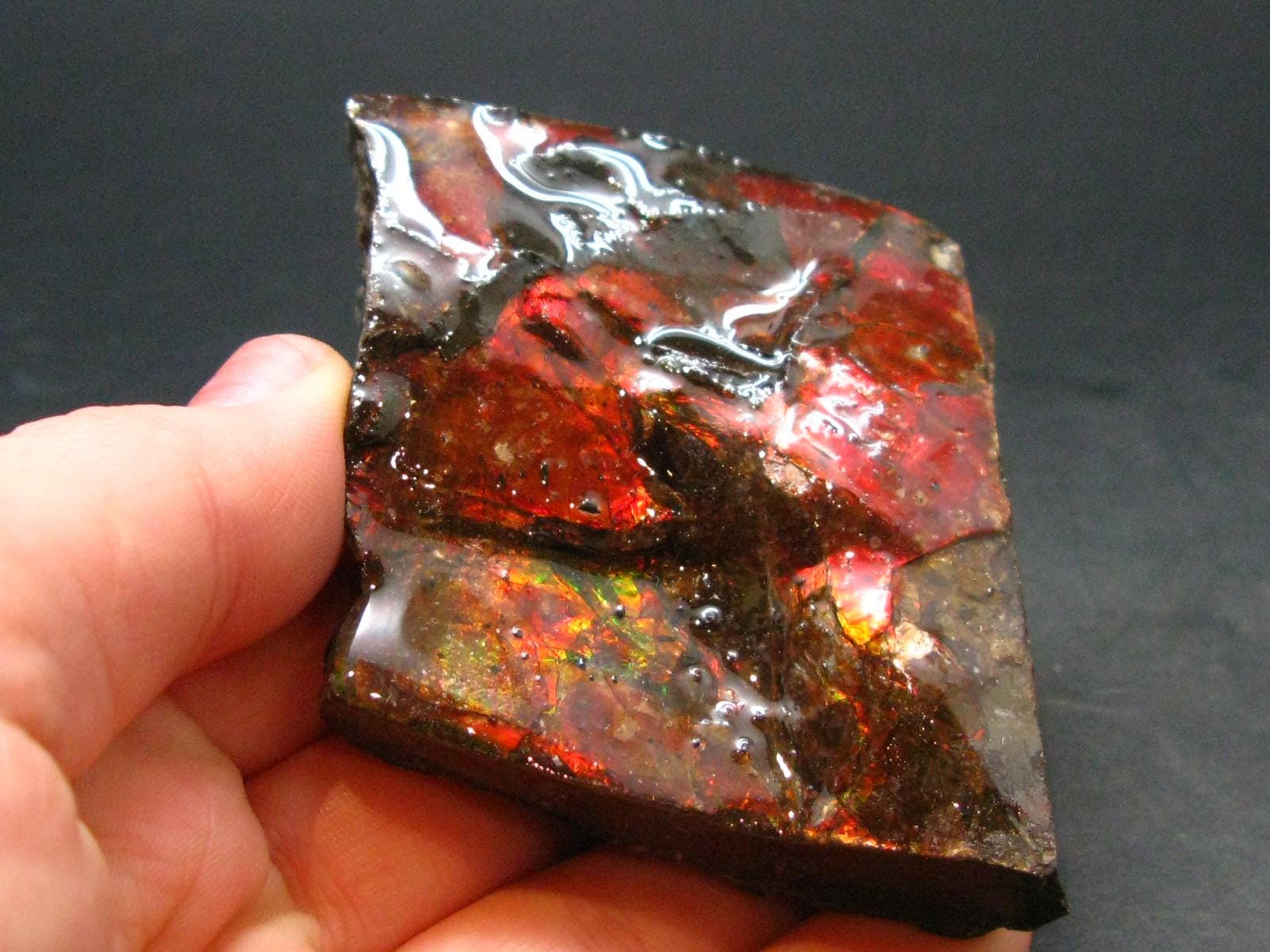Ammolite Ammollite Fossil From Alberta Canada - 2.6" - 92.83 Grams