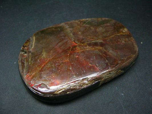 Ammolite Ammollite Fossil From Alberta Canada - 3.7" - 157.2 Grams