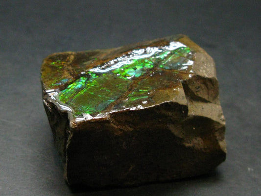 Ammolite Ammollite Fossil From Alberta Canada - 1.8" - 91.72 Grams