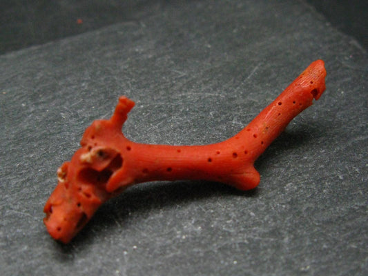Rare Natural Red Coral From Italy - 1.8" - 1.65 Grams