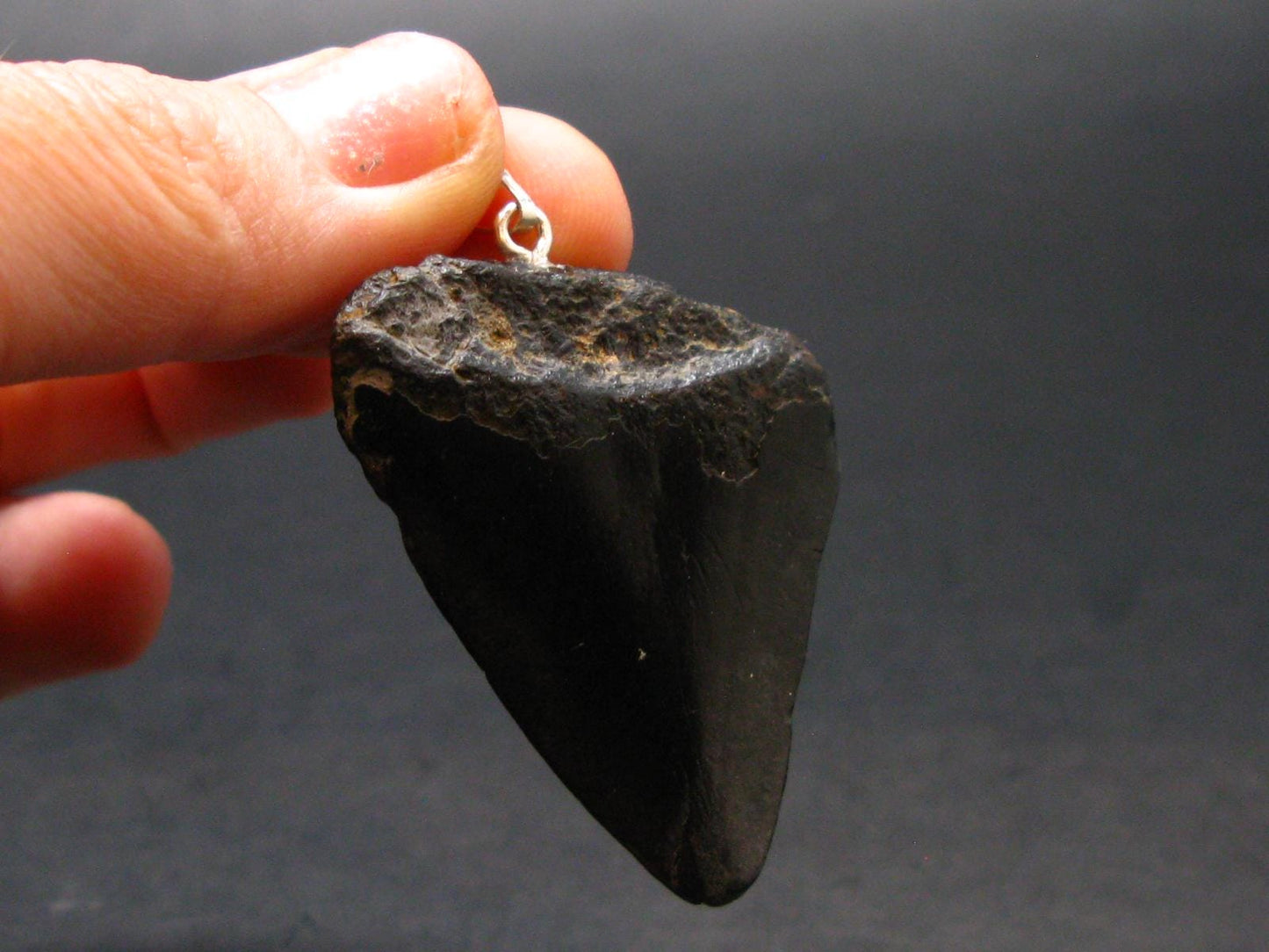 Megalodon Shark Tooth 7 MYO Silver Pendant From S. Carolina USA - 1.9"