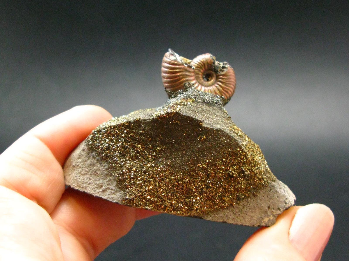 Pyritized Ammonite Fossil On Pyrite Matrix From Russia 150 MYO - 1.4" - 36.43 Grams