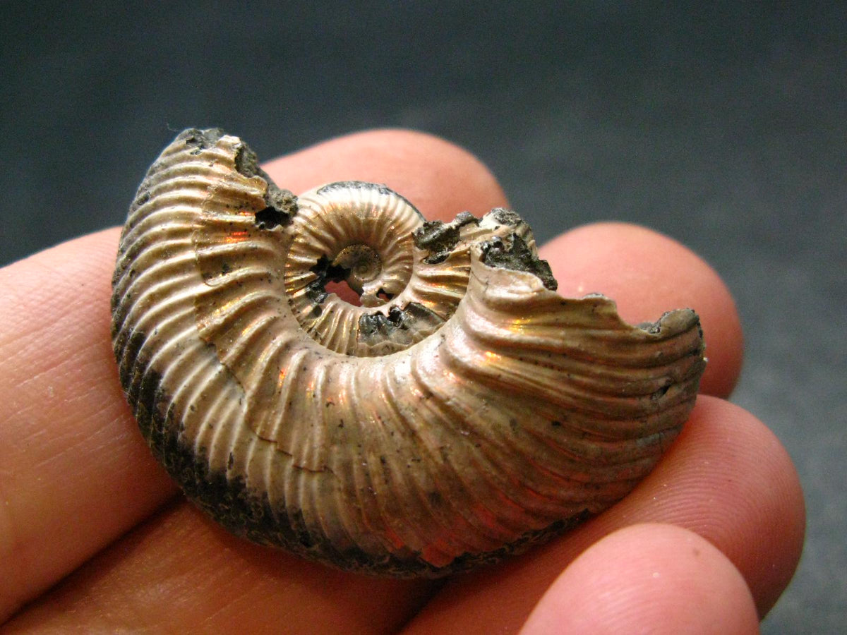 Pyritized Ammonite Fossil From Russia 150 MYO - 1.3" - 12.15 Grams