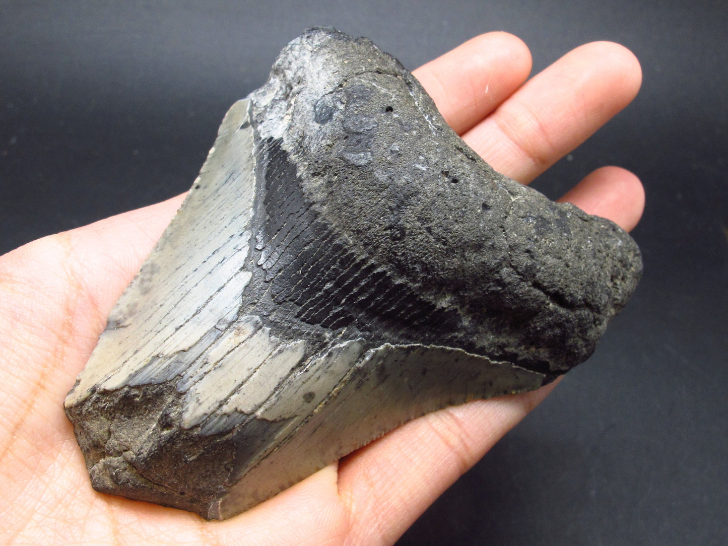 HUGE Megalodon Shark Tooth 7 MYO From S. Carolina USA - 3.9"