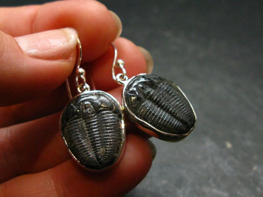 Trilobite Silver Earrings from USA - 1.3" - 4.68 Grams