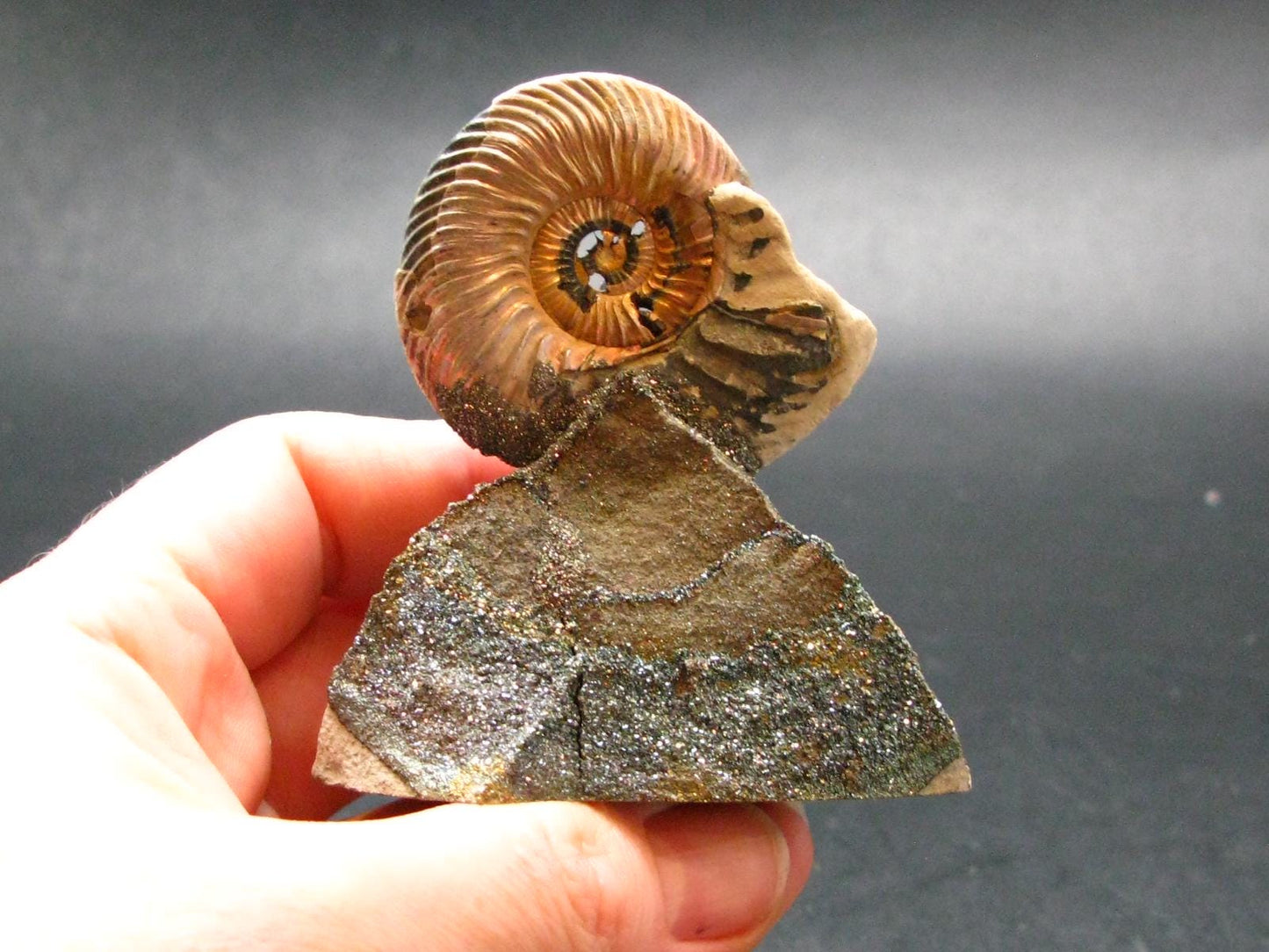 Pyritized Ammonite Fossil On Pyrite Matrix From Russia 150 MYO - 2.6" - 97.46 Grams