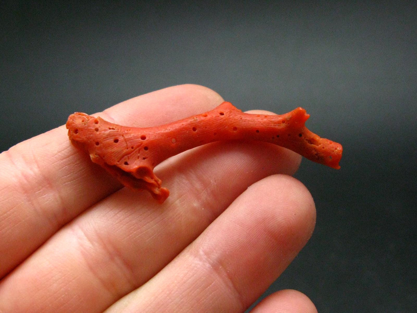 Rare Natural Red Coral From Italy - 1.8" - 1.65 Grams