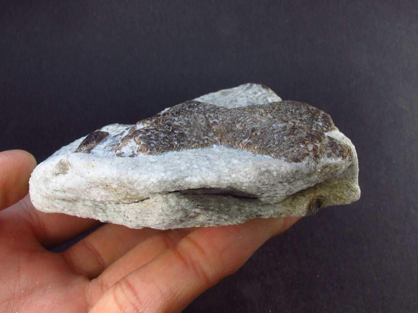 A Perfect Staurolite Crystal on Matrix from Russia - 3.3" - 253 Grams