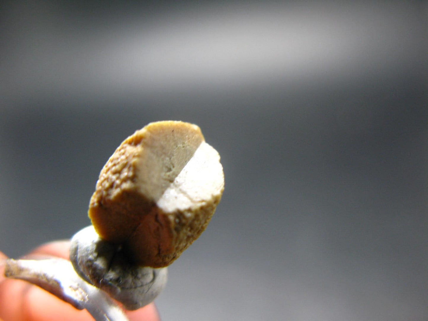 Rare Monazite Crystal From Brazil - 0.4" - 1.25 Grams