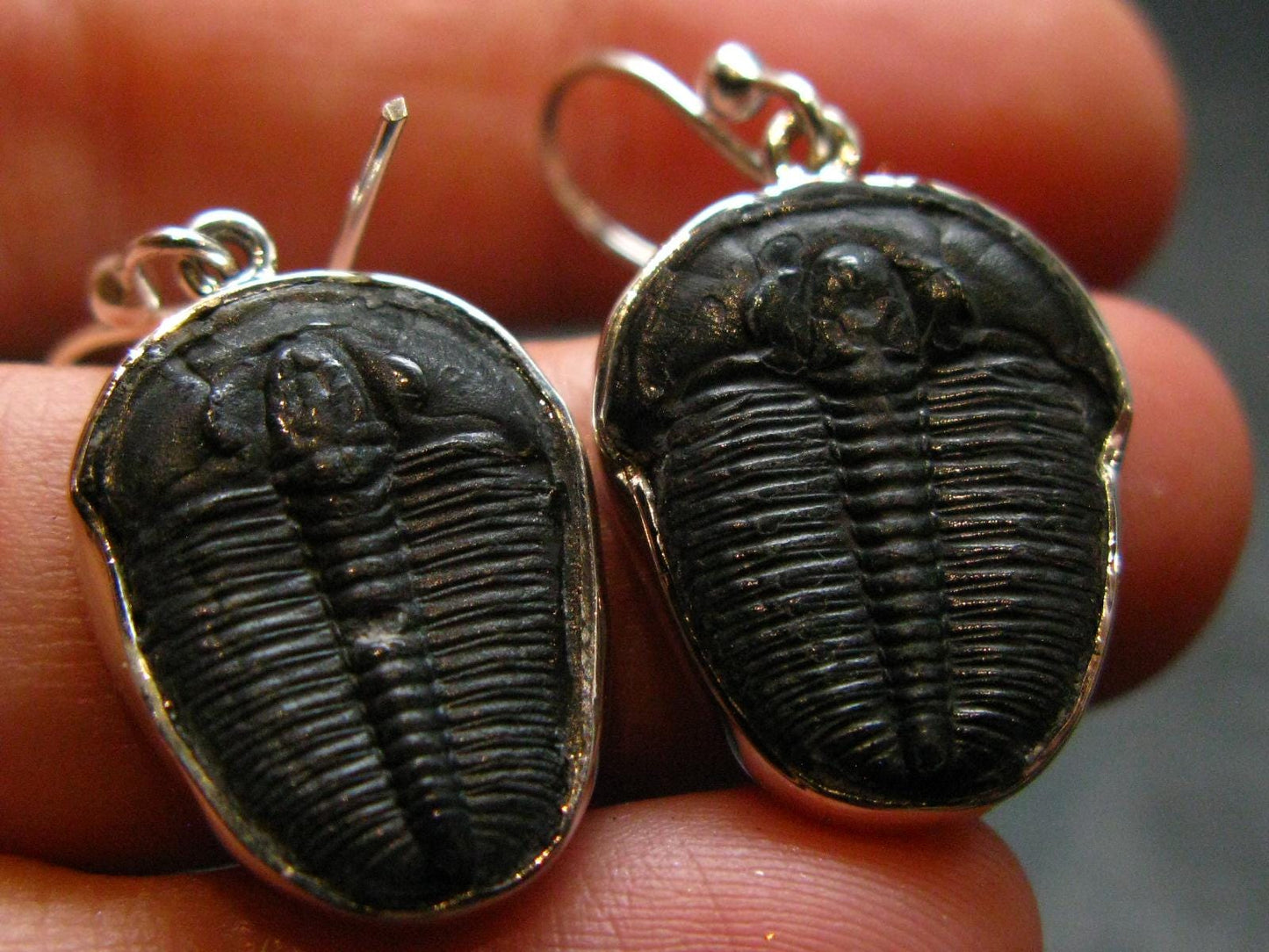Trilobite Silver Earrings from USA - 1.3" - 4.22 Grams