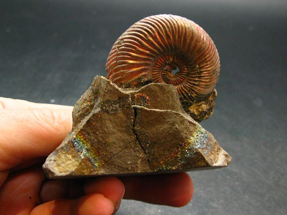Pyritized Ammonite Fossil On Pyrite Matrix From Russia 150 MYO - 2.2" - 133.61 Grams