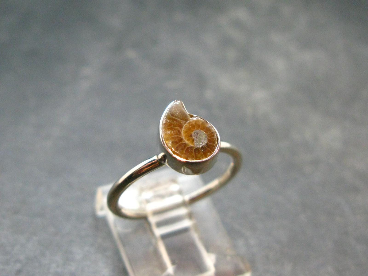 Natural Whole Polished Agatized Ammonite Cleoniceras Sterling Silver Ring from Madagascar - 1.81 Grams - Size 6