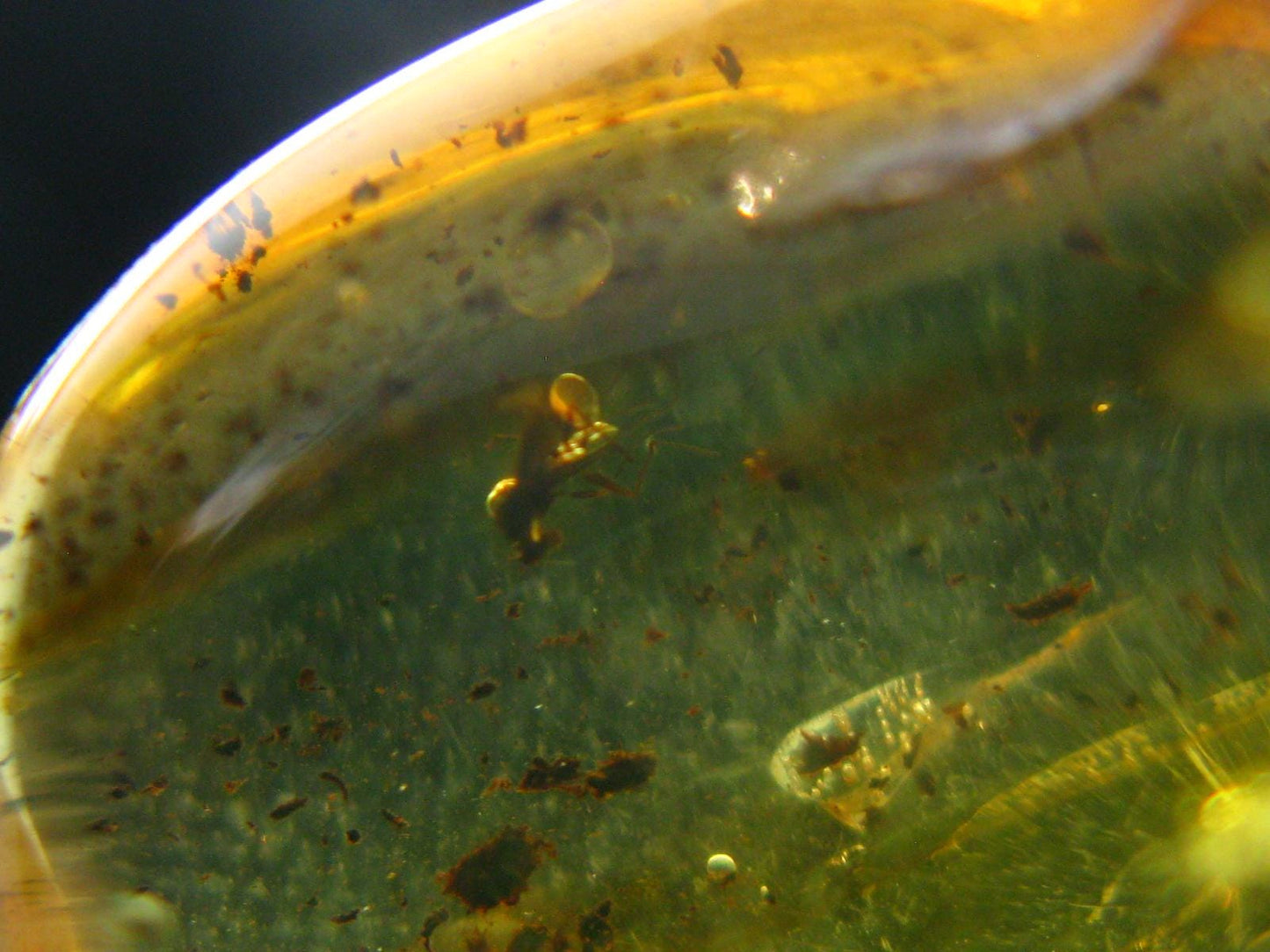 Natural Insects in Baltic Amber 925 Silver Pendant from Poland - 1.6" - 3.90 Grams