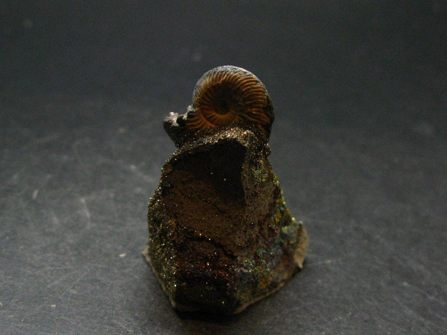 Pyritized Ammonite Fossil On Pyrite Matrix From Russia 150 MYO - 1.8" - 33.65 Grams