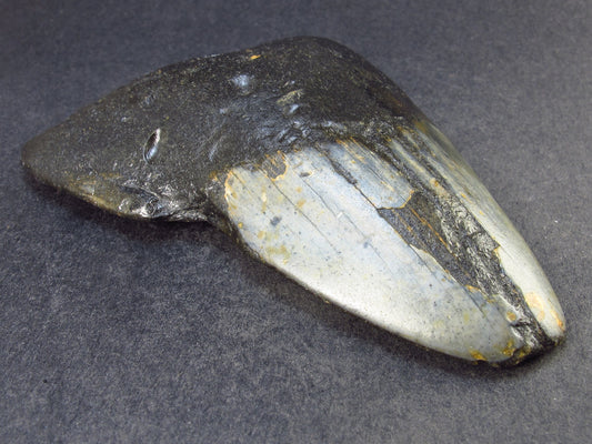 HUGE Megalodon Shark Tooth 7 MYO From S. Carolina USA - 3.8" - 135 Grams