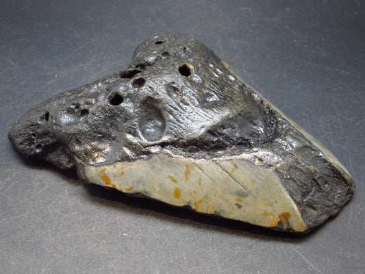 HUGE Megalodon Shark Tooth 7 MYO From S. Carolina USA - 4.4"