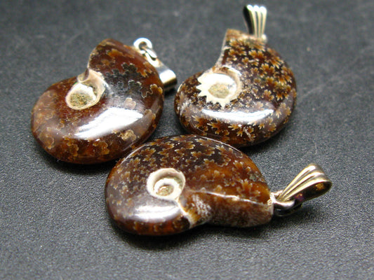 Lot of Three Natural Whole Polished Agatized Ammonite Cleoniceras Pendant from Madagascar
