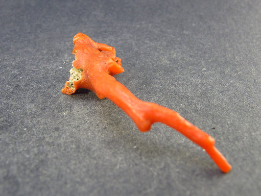 Rare Natural Red Coral From Italy - 2.2" - 3.6 Grams