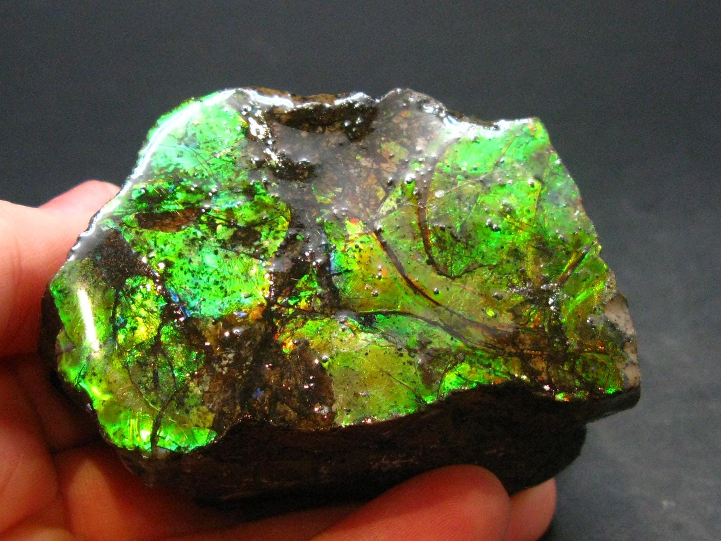 Ammolite Ammollite Fossil From Alberta Canada - 2.3" - 128.94 Grams