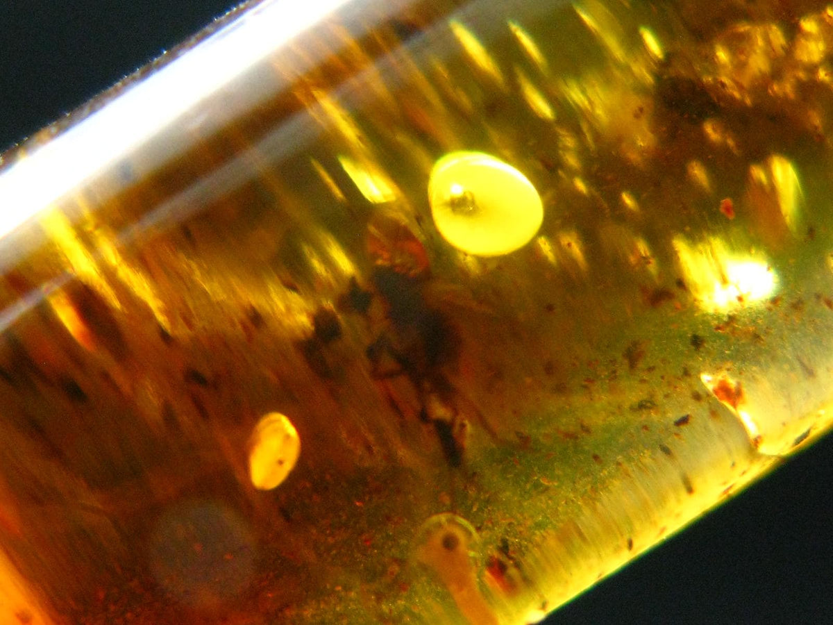 Insects in Amber Piece From Baltic Sea - 5.51 Grams - 1.8"