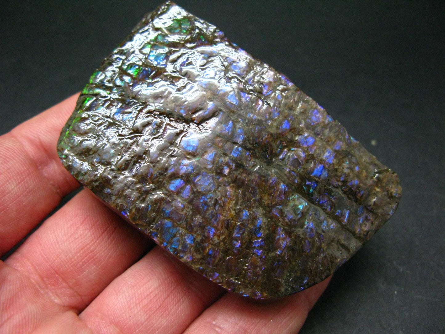 Ammolite Ammollite Fossil From Alberta Canada - 2.9" - 117.4 Grams