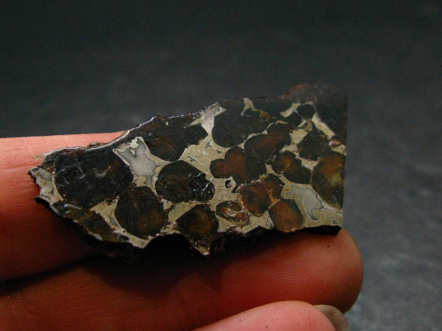 Large Sericho Meteorite Pallasite Olivine Slice From Kenya - 1.8" - 7.0 Grams