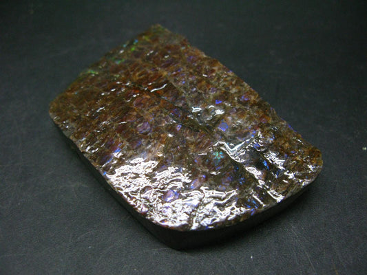 Ammolite Ammollite Fossil From Alberta Canada - 2.9" - 117.4 Grams