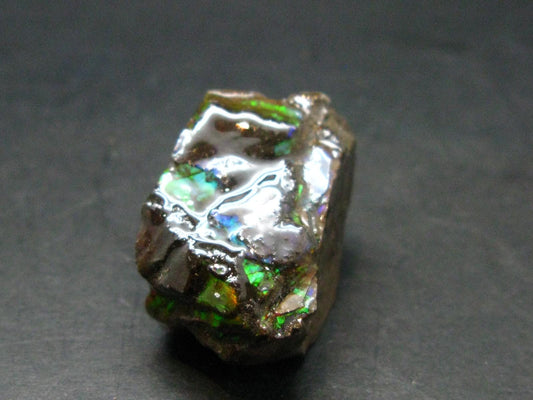 Ammolite Ammollite Fossil From Alberta Canada - 1.1" - 16.24 Grams