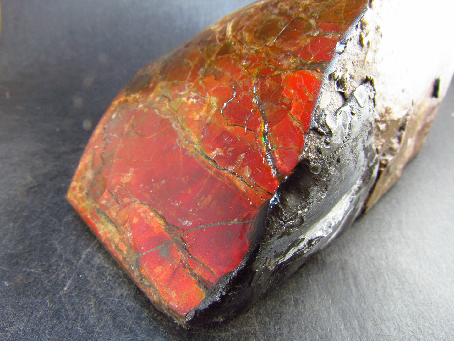 Ammolite Ammollite Fossil From Alberta Canada - 5.1" - 742 Grams