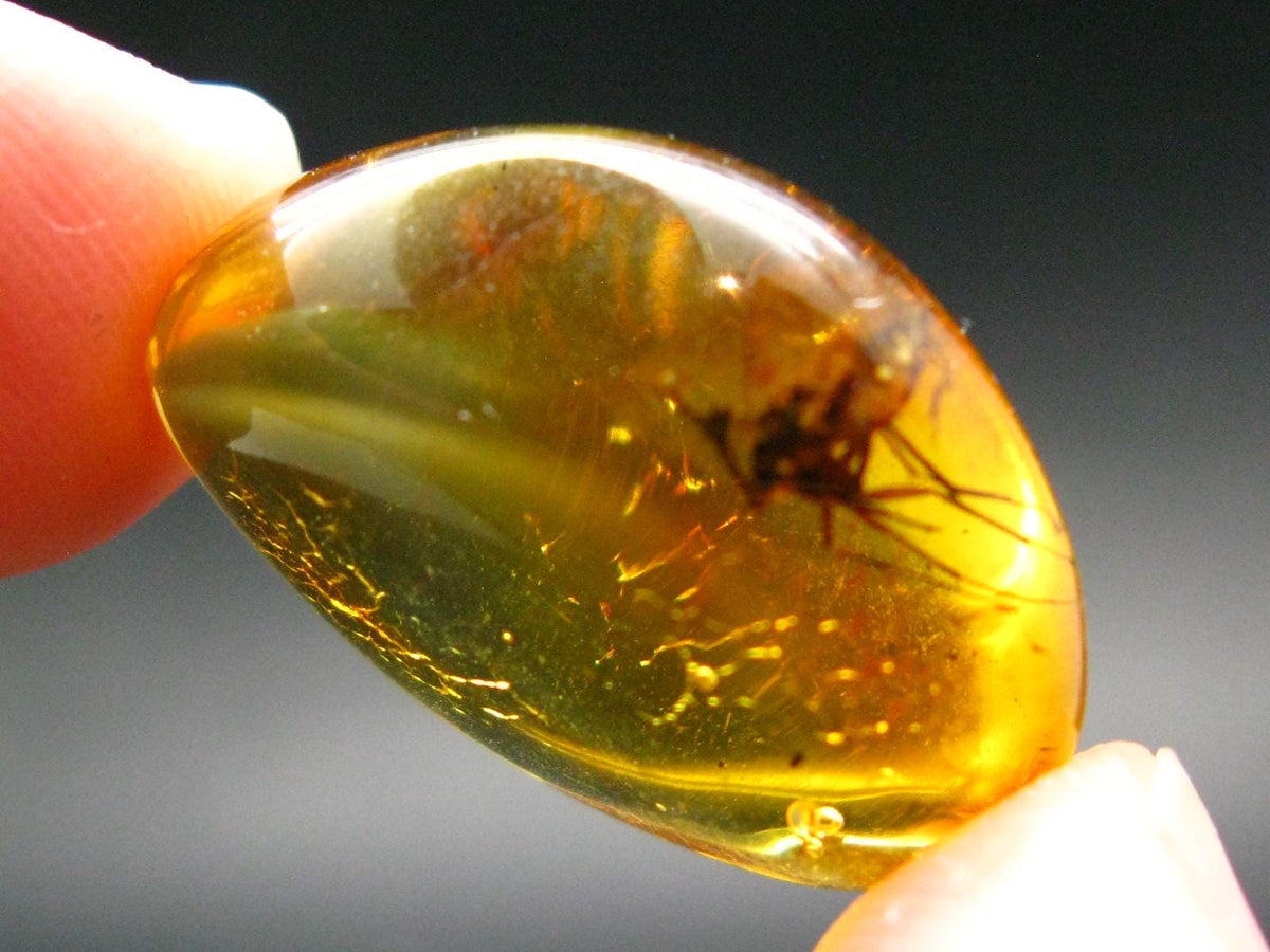 Insects in Amber Piece From Baltic Sea - 3.18 Grams - 1.1"