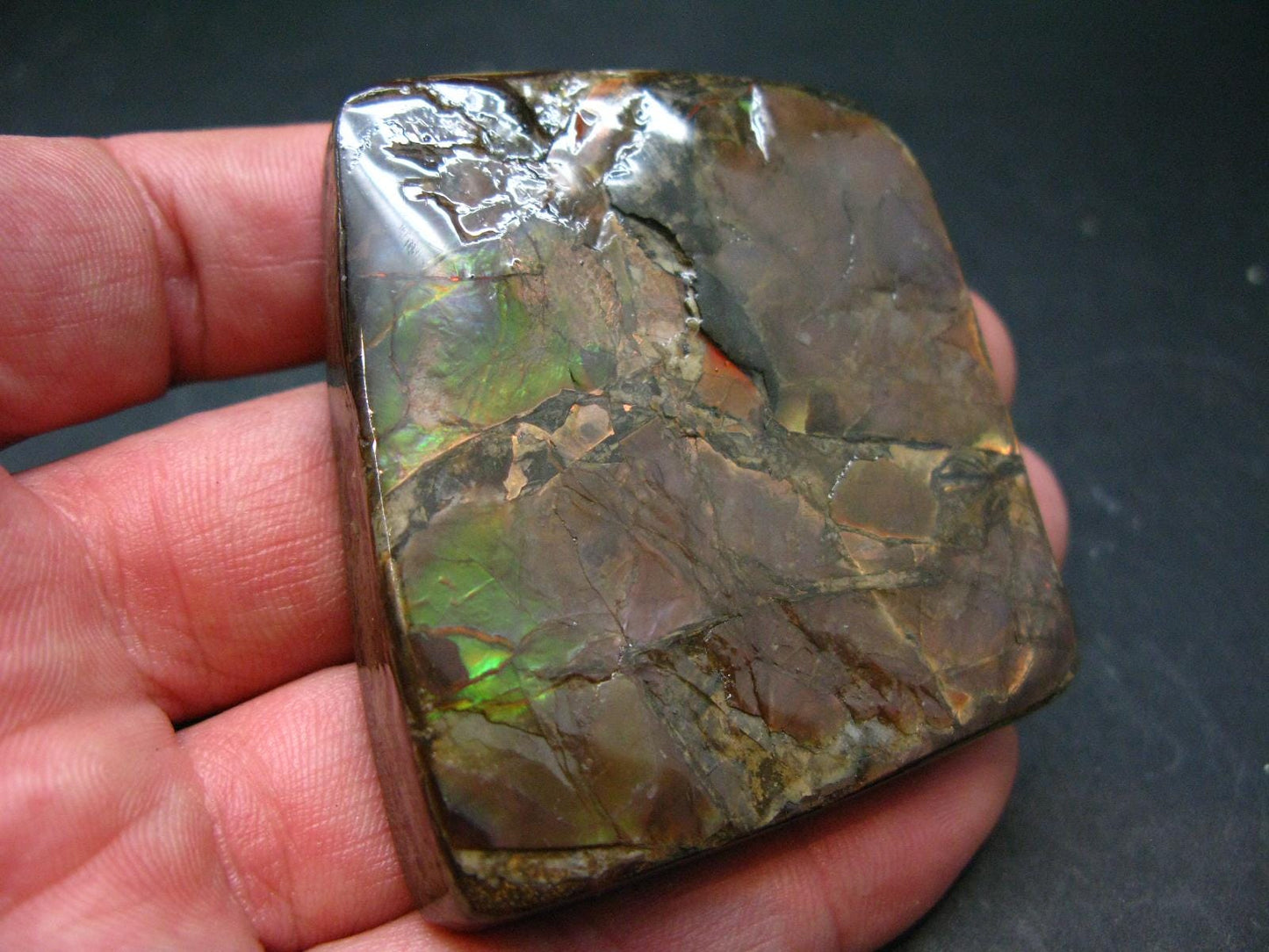 Ammolite Ammollite Fossil From Alberta Canada - 2.3" - 74.1 Grams
