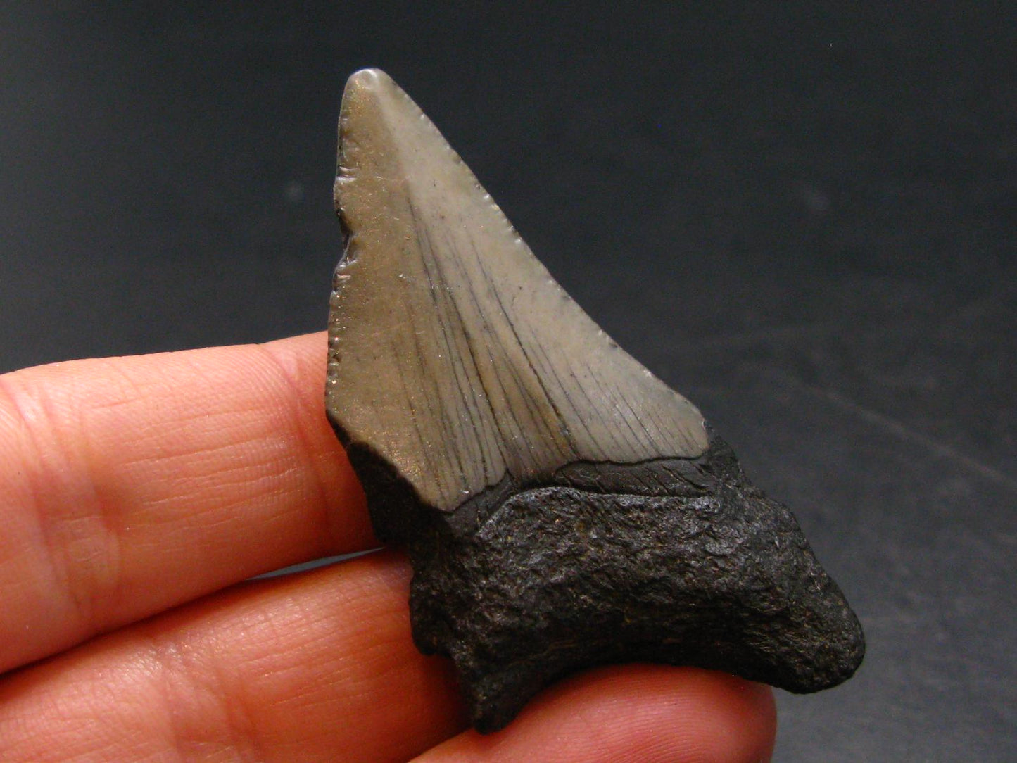 Megalodon Shark Tooth 7 MYO From S. Carolina USA - 1.9"