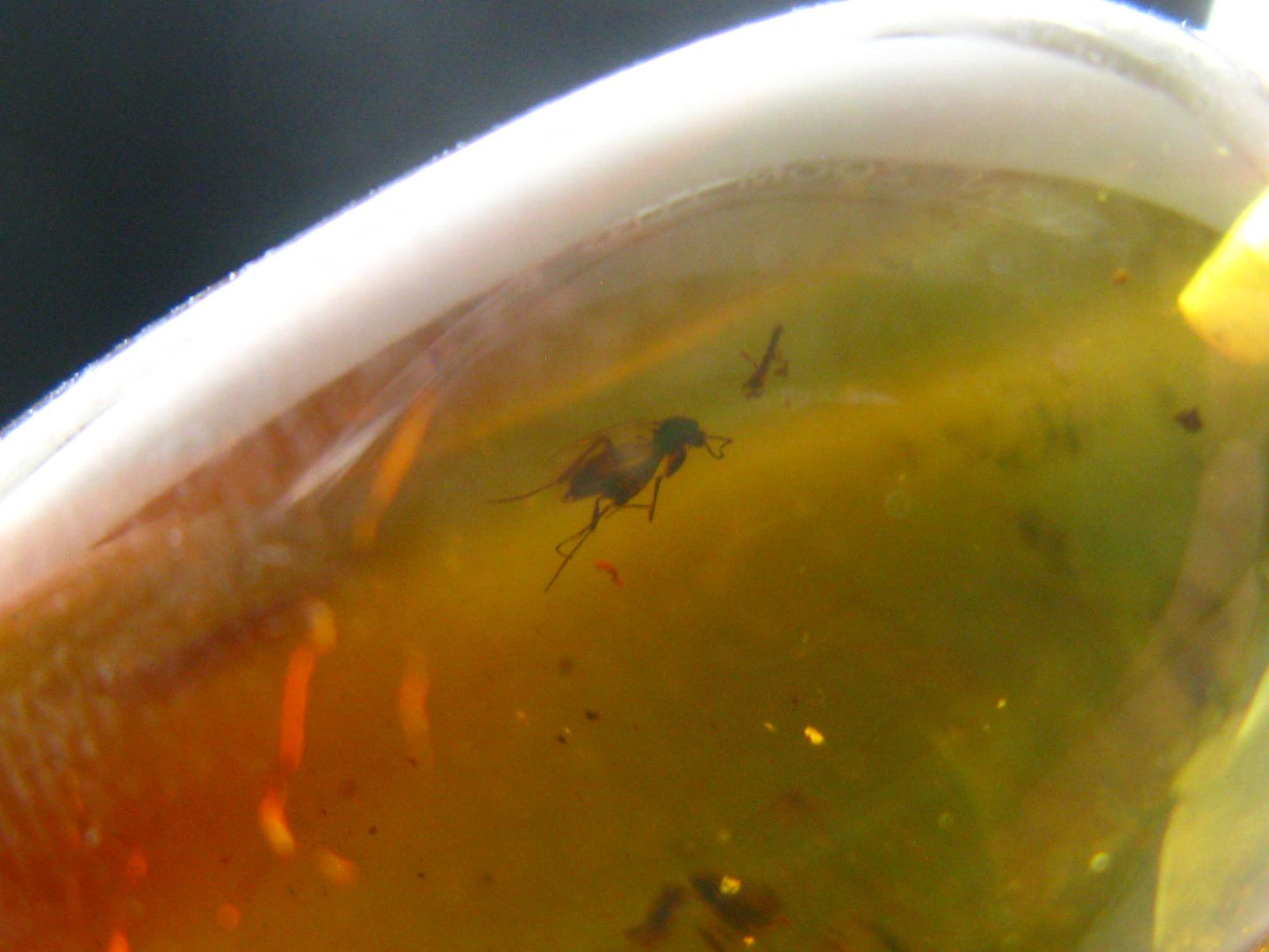 Natural Insects in Baltic Amber 925 Silver Pendant from Poland - 1.5" - 5.07 Grams