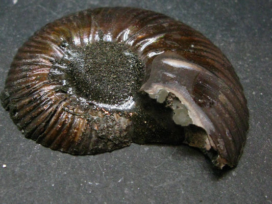 Pyritized Ammonite Fossil From Russia 150 MYO - 2.1" - 21.79 Grams
