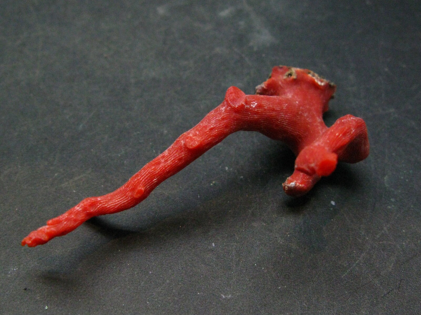 Rare Natural Red Coral From China Sea - 2.8" - 8.8 Grams