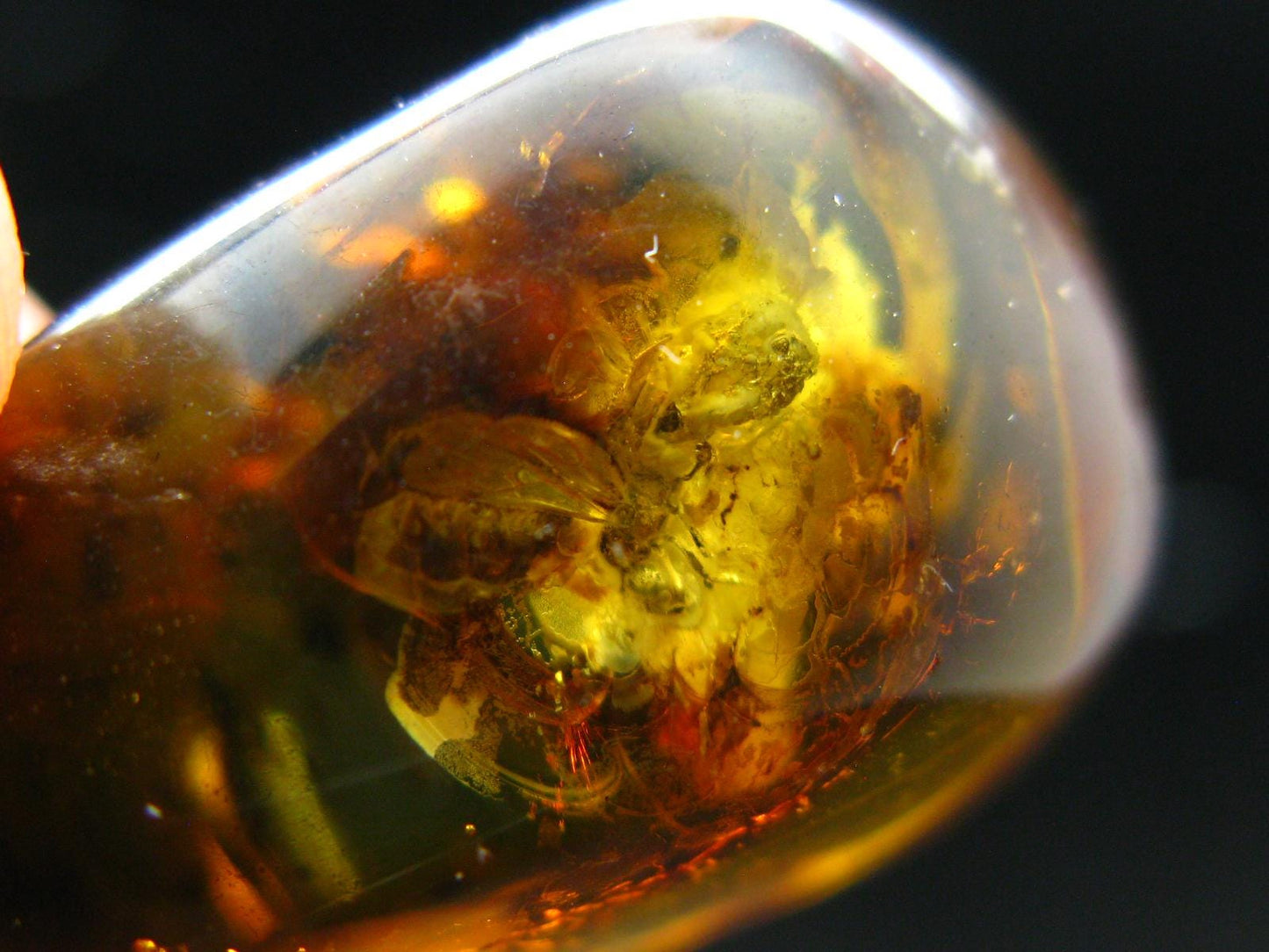 Insects in Amber Piece From Baltic Sea - 5.34 Grams - 1.2"