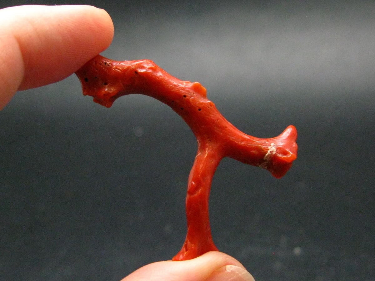 Rare Natural Red Coral From Italy - 1.6" - 3.27 Grams