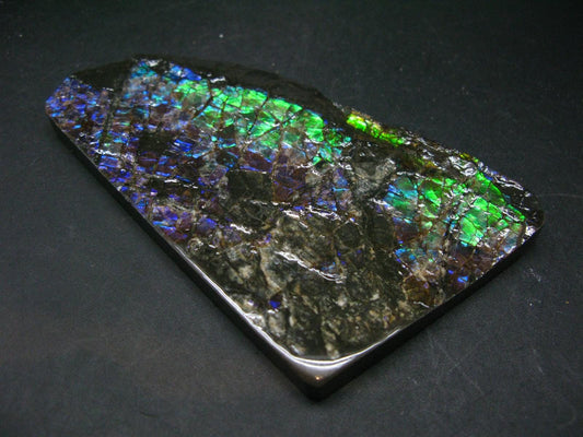 Ammolite Ammollite Fossil From Alberta Canada - 4.6" - 109.1 Grams