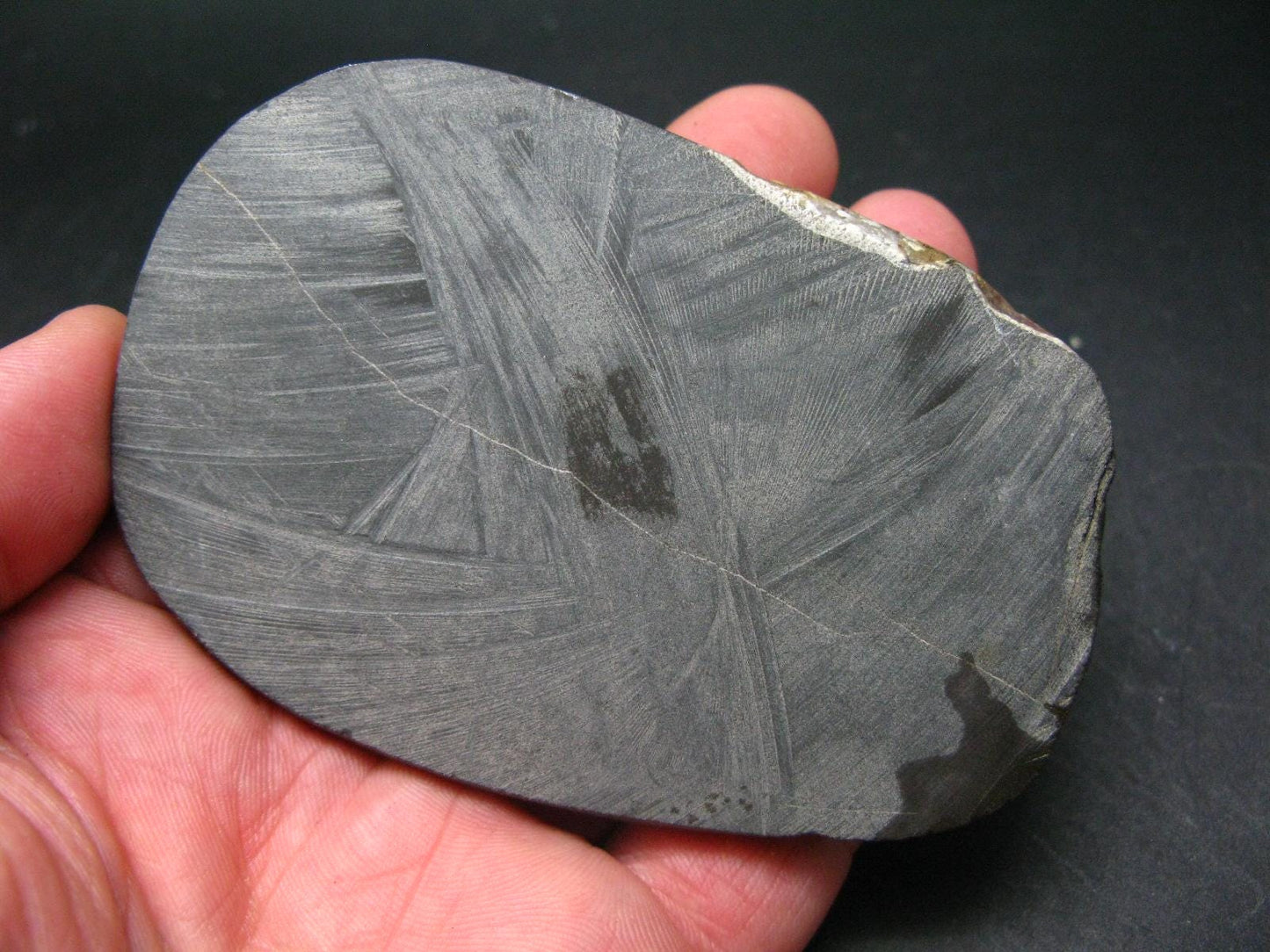 Ammolite Ammollite Fossil From Alberta Canada - 3.7" - 157.2 Grams