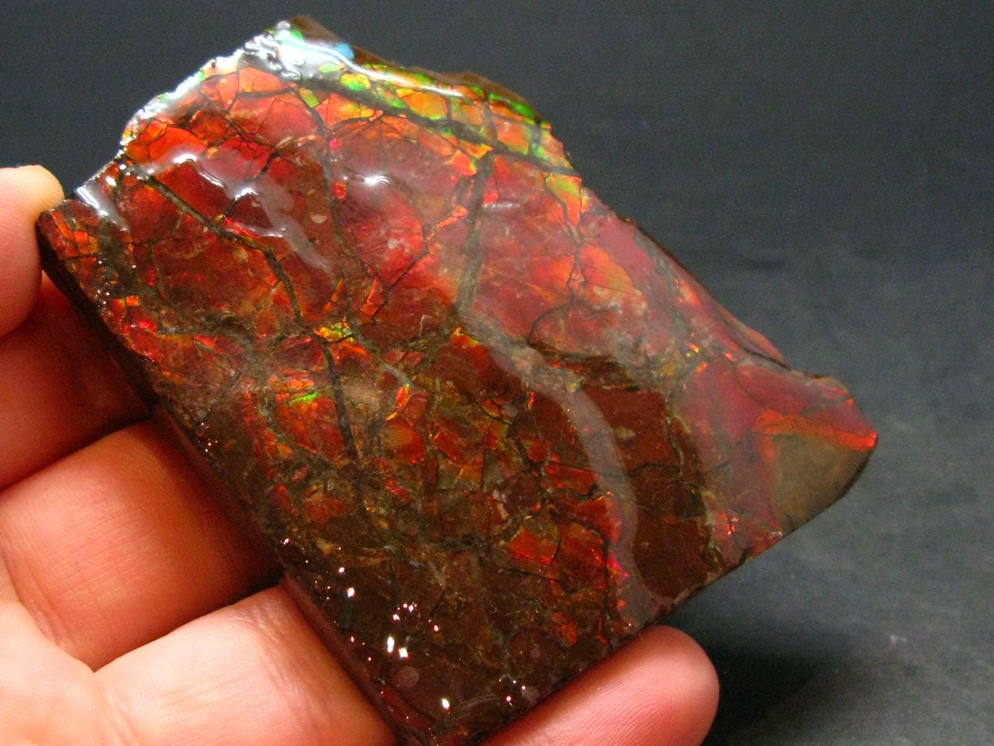 Ammolite Ammollite Fossil From Alberta Canada - 2.5" - 51.59 Grams