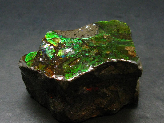 Ammolite Ammollite Fossil From Alberta Canada - 2.3" - 128.94 Grams