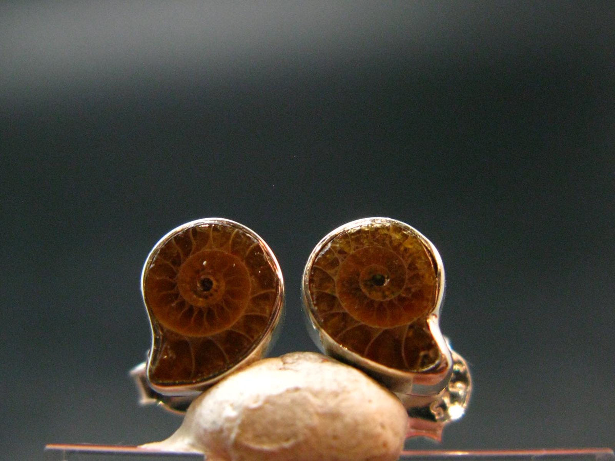 Cute Small Natural Polished Pyritized Ammonite Fossil Stud Earrings In Sterling Silver from Madagascar - 1.57 Grams