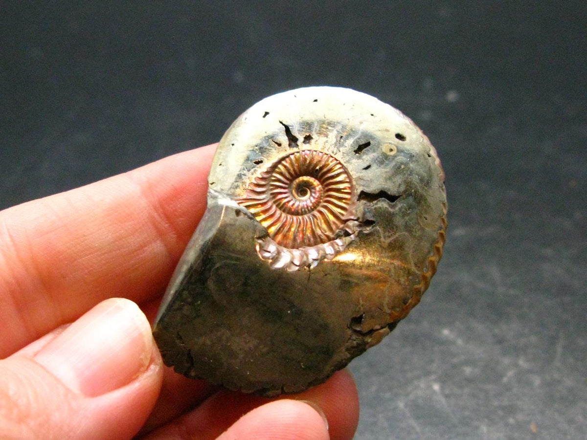 Pyritized Ammonite Fossil From Russia 150 MYO - 1.6" - 26.41 Grams
