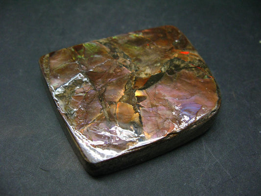 Ammolite Ammollite Fossil From Alberta Canada - 2.3" - 74.1 Grams