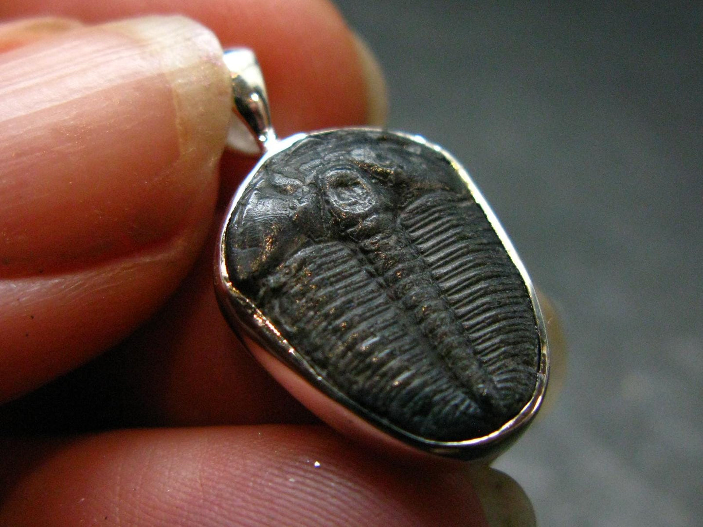 Trilobite Silver Pendant from USA - 0.9" - 1.51 Grams