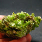 Very Nice Rare Pyromorphite Cluster from China - 2.4" - 118.97 Grams