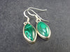 Queen of Green!! Vivid Vibrant Green Malachite Dangling SS Earrings - 3.70 Grams